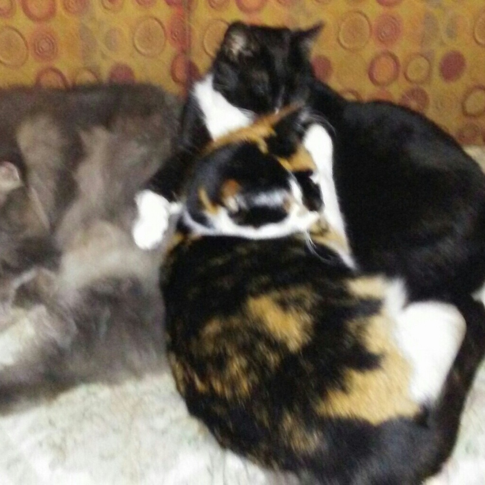 My babies